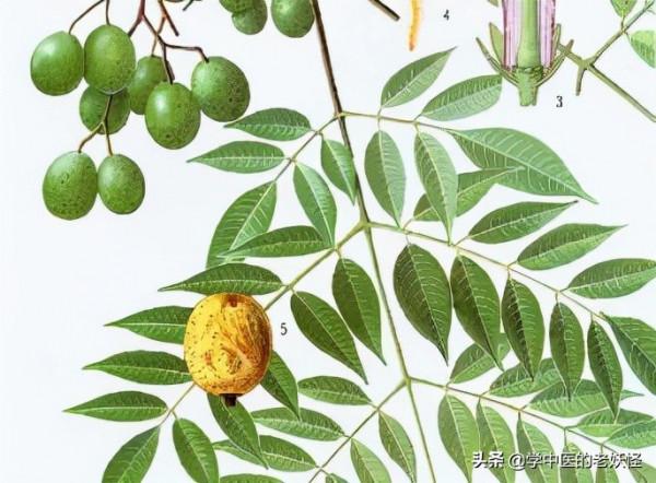 每日一味中藥——川楝子