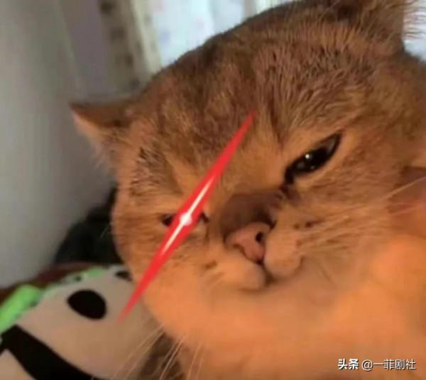 娛樂圈最新爆料,眾多明星都在內,同框秀恩愛,大瓜小瓜吃瓜拿走 娛樂圈最新爆料,眾多明星都在內,同框秀恩愛,大瓜小瓜吃瓜拿走