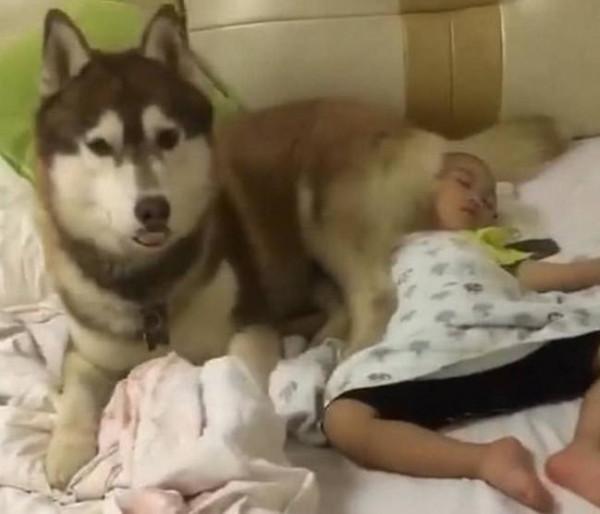 哈士奇把孩子哄睡著了,鏟屎官還沒來得及感動,接著就被氣暈了 哈士奇把孩子哄睡著了,鏟屎官還沒來得及感動,接著就被氣暈了