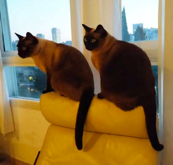 養暹羅就像在拆盲盒，拆著拆著…意外就發生了