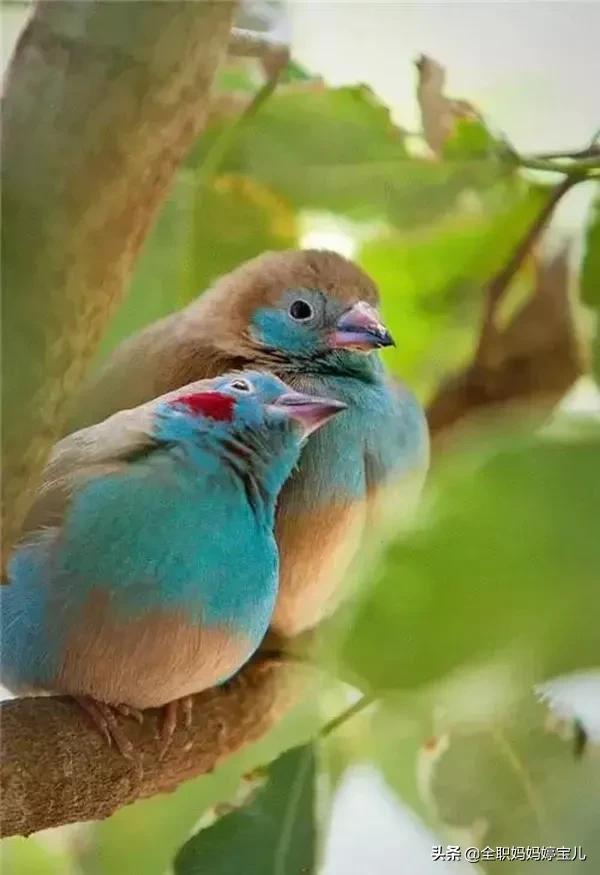 分享——比翼鳥