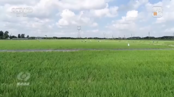 焦點訪談丨農業：走上高質量發展之路