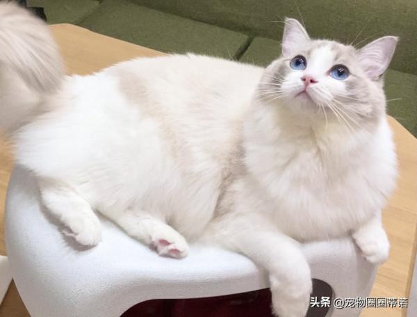 養貓和性格有關！10大熱門貓咪「主人個性分析」養貓人有反差萌？