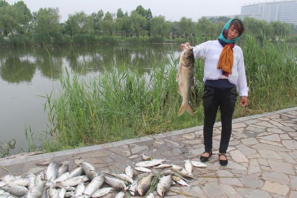 幾千斤魚被毒死，起因是魚塘主沒收了釣魚者的魚竿？誰的錯？