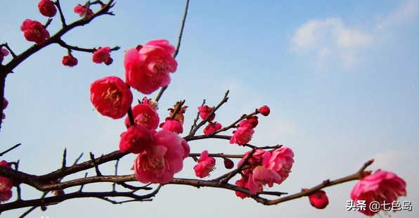 “花中十友”,你瞭解多少? “花中十友”,你瞭解多少?