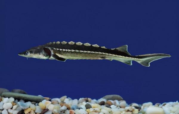 國家一級保護動物的魚你知道多少？意外釣獲後千萬要及時放生