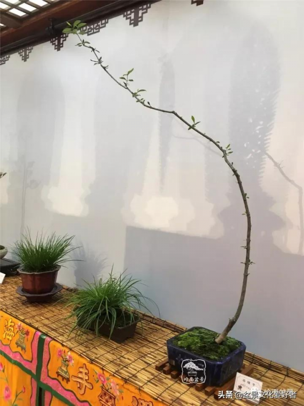 最高水準的素仁格盆景藝術，值得收藏