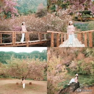 冷季泰國賞櫻花，就來清邁5大櫻花之地