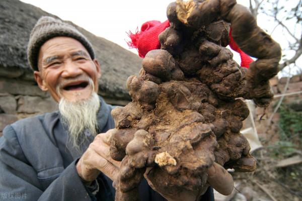 耳鳴嗡嗡響，太煩人！2味藥材煮水喝，滋補肝腎，消除耳鳴