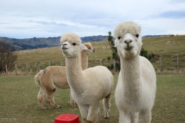 羊駝～一種因網路名稱“草泥馬”而聞名於世的動物