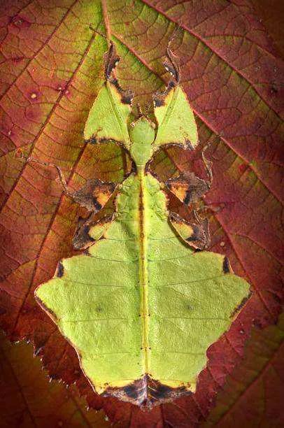 動物界的偽裝大師 動物界的偽裝大師