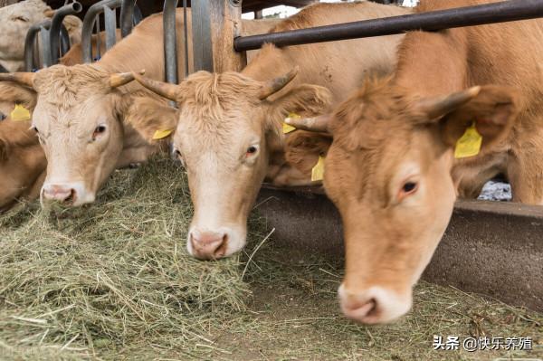 牛價上漲的3個原因，有牛無料處境尷尬，明知賺錢卻不敢抓牛犢