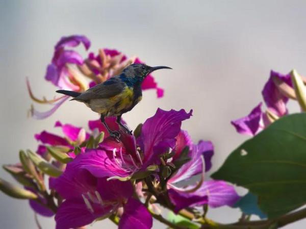 分享圖片一紫喉花蜜鳥 特別罕見珍貴的小鳥