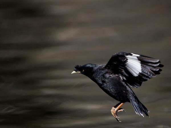 對不起，小八哥鳥崽崽，我沒能將你放飛