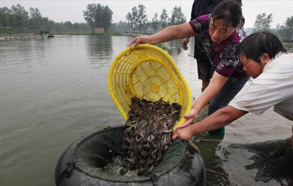 80後小夥返鄉養泥鰍養魚，一年賣出3000萬，帶領養殖戶共同致富
