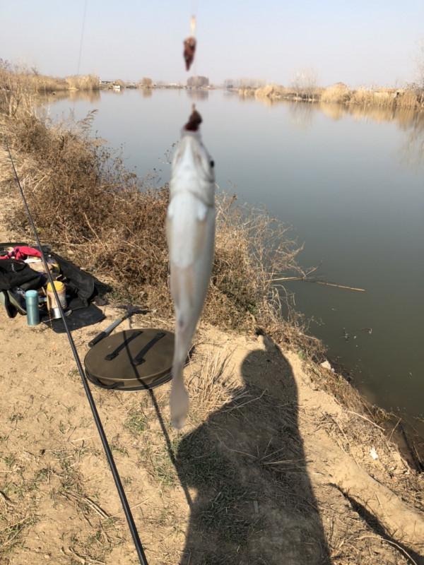 冰封天凍又何妨，漁者之樂有鯽相伴