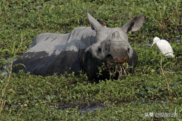 人類褪毛簡史 人類褪毛簡史