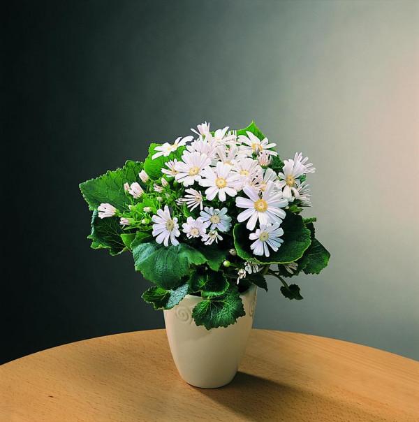 適合立冬後養的“9種花”,喜歡溫涼愛開花,有的花美,有的花香 適合立冬後養的“9種花”,喜歡溫涼愛開花,有的花美,有的花香