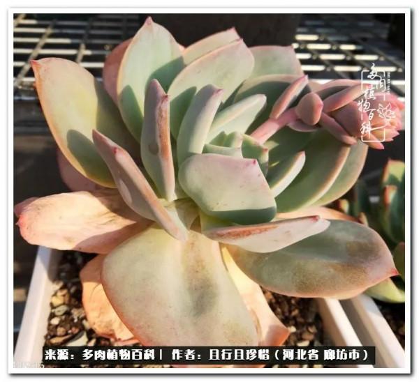 多肉的前世今生——論那些多肉的變化