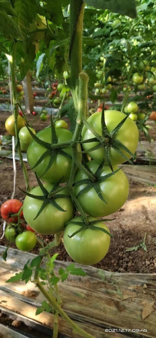 番茄萼片的盛麗美顏--西班牙自然地能量引航 番茄萼片的盛麗美顏--西班牙自然地能量引航