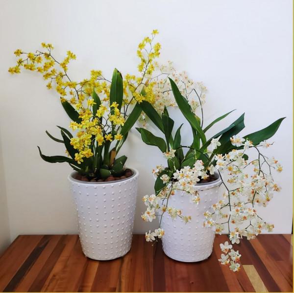 受女士們追捧的“夢香蘭”，花色清新，芳香撲鼻，現在正值花期