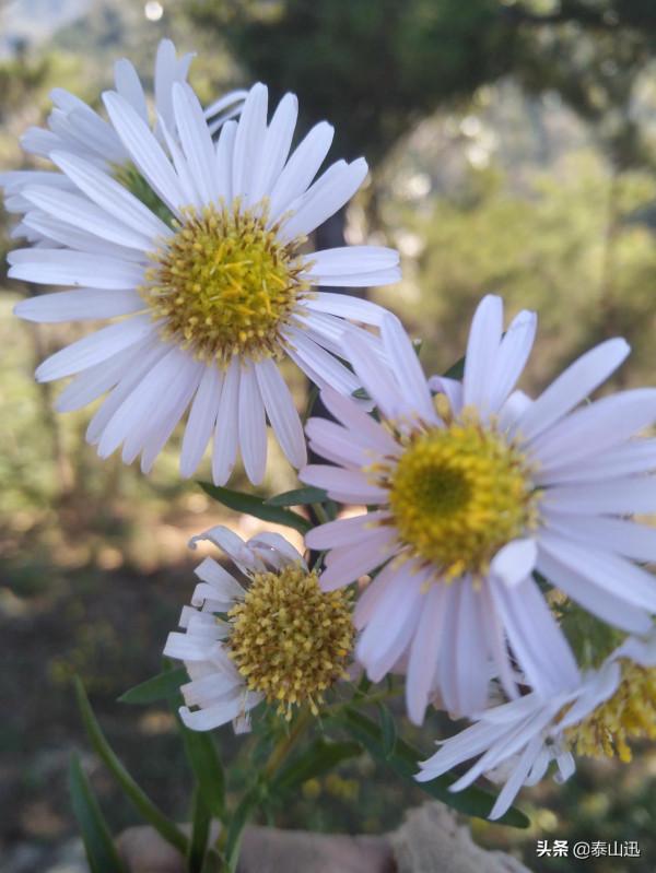 獨行泰山之走三梁