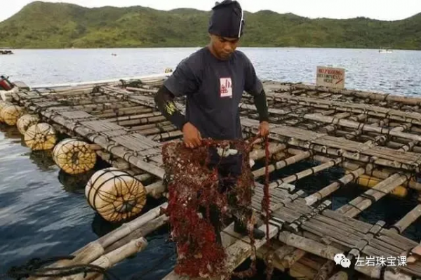 冬日提升氣質必備!南洋金珠到底是什麼來頭? 冬日提升氣質必備!南洋金珠到底是什麼來頭?