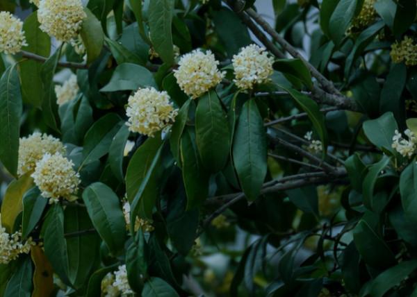 8種“安全花”，家裡有老人孩子孕婦都能養，反而清新養人