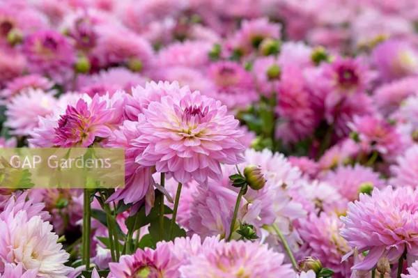 關於花園的春日限定，我們有這5款草花福利想分享給你