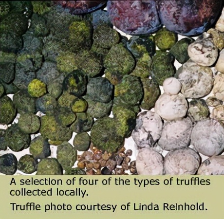 長得像老鼠的袋鼠？以松露為主食？這種瀕危動物種群數量剛剛破百