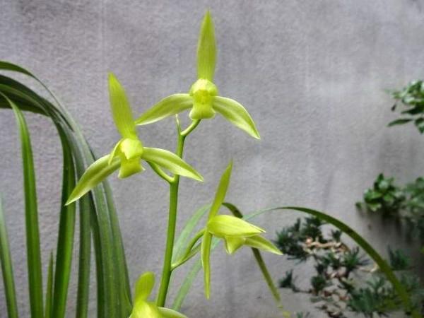 他在馬邊縣發現一整座山都是送春，沒多久，一棵曠世精品出現了