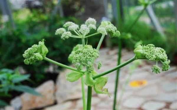 中藥的牙痛專用方——清胃散