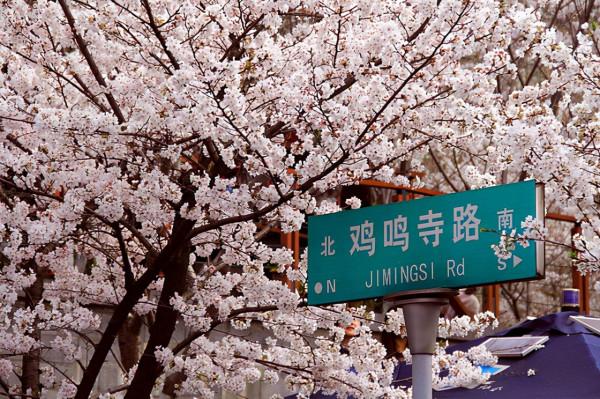 一入秋，南京就成了金陵