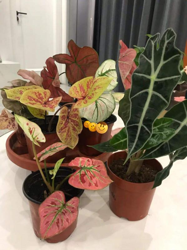 16種喜&OpenCurlyDoubleQuote;陰&rdquo;花，適合養在&OpenCurlyDoubleQuote;光照少&rdquo;的地方，光太強反而長不好