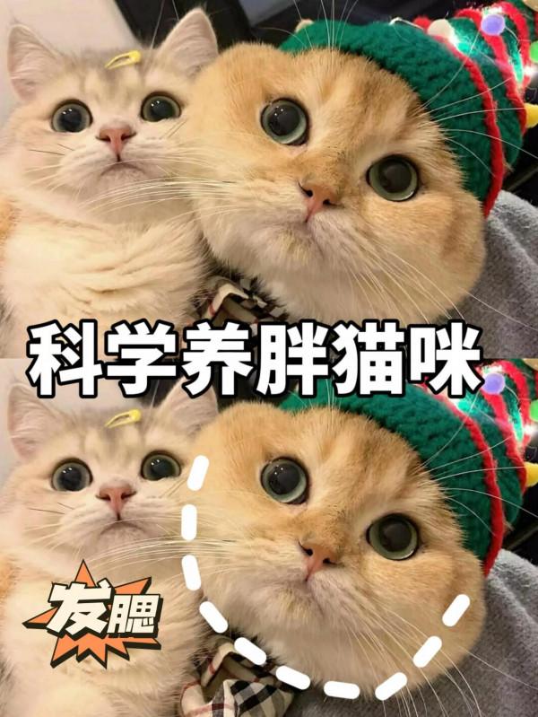 科學養胖貓咪 就用這個方法