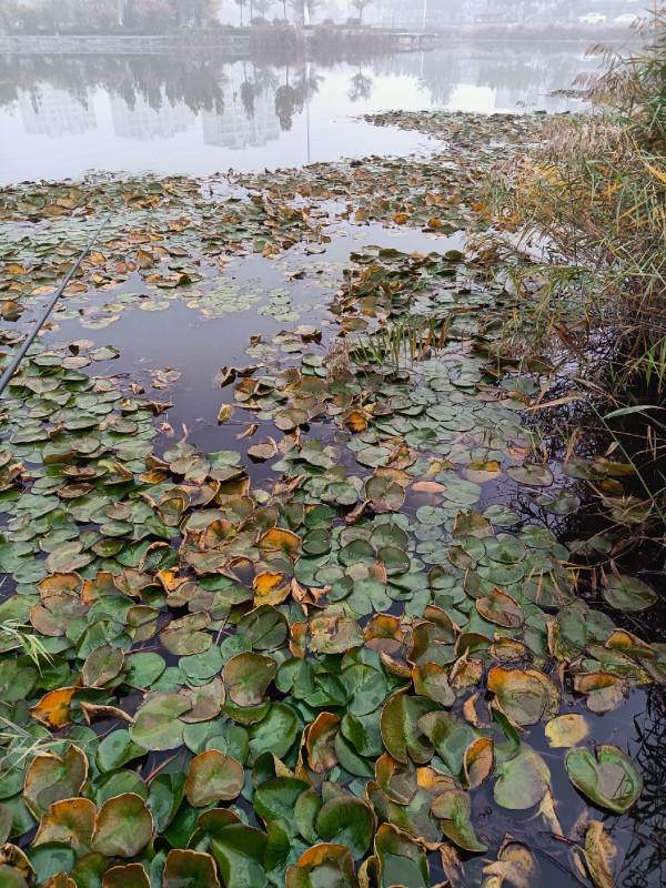 傳統釣第三天，使用逗釣600克大黃金鯽成功入護