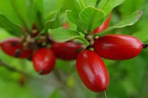 雲南的各種奇葩水果，吃法獨特，我還能叫出17種，都認識算你厲害