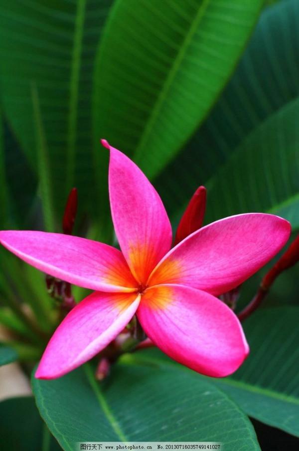 《百花集》（一百九十）