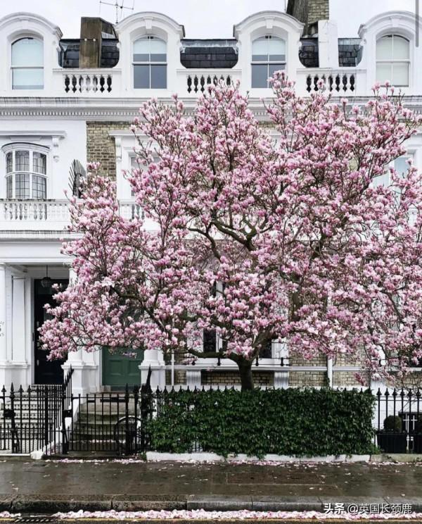 櫻花樹下的英國，你想念嗎？