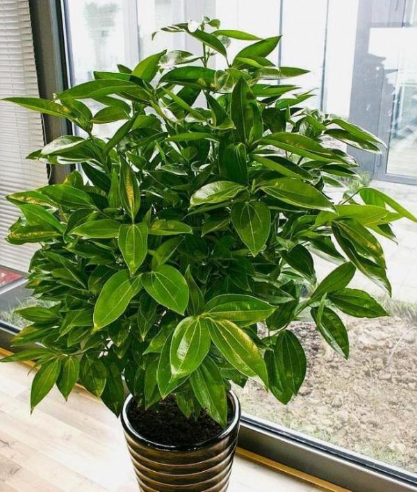 過年養這“2種樹”超級好打理,還能吸收二手菸,平安幸福身體棒 過年養這“2種樹”超級好打理,還能吸收二手菸,平安幸福身體棒