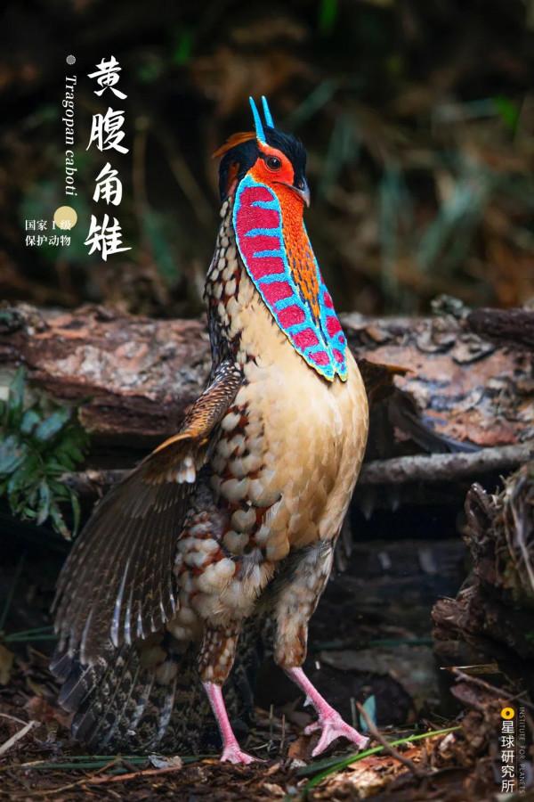 出發！看中國五大國家公園