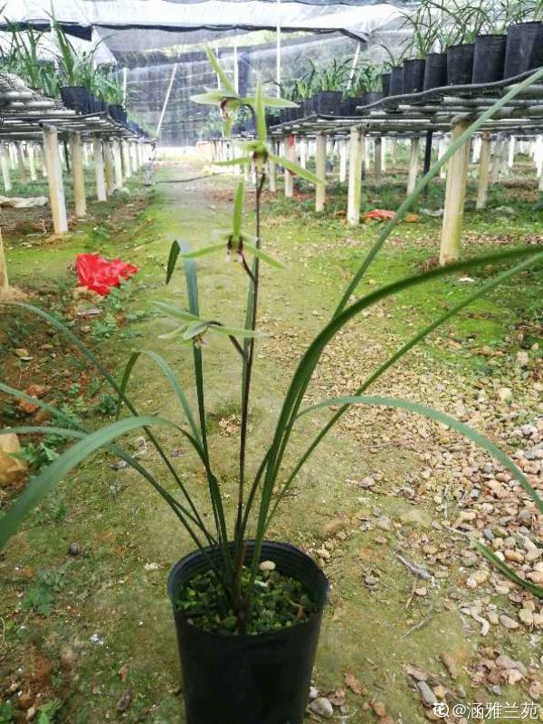 你養的未必是蘭花,種類多差別細,國蘭種類大科普 你養的未必是蘭花,種類多差別細,國蘭種類大科普