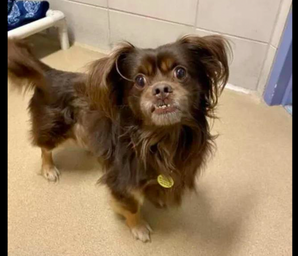 泰迪在走丟兩年後，主人竟在電視上看見找回了它，簡直就是個奇蹟