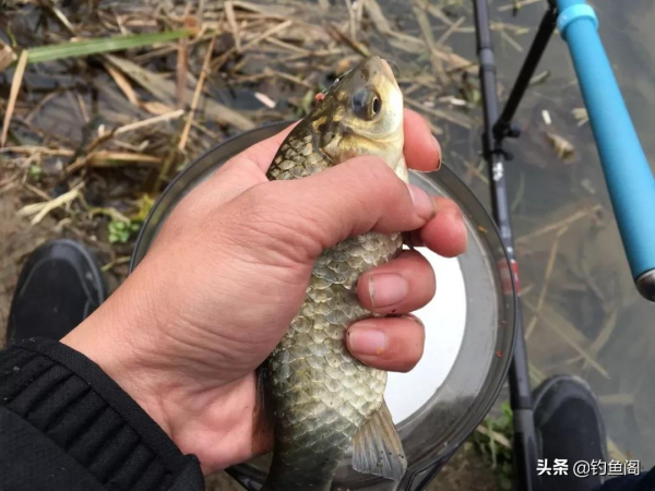 誰說冬季釣魚必須釣深?這種幾十公分的淺灘照樣能上大鯽魚 誰說冬季釣魚必須釣深?這種幾十公分的淺灘照樣能上大鯽魚