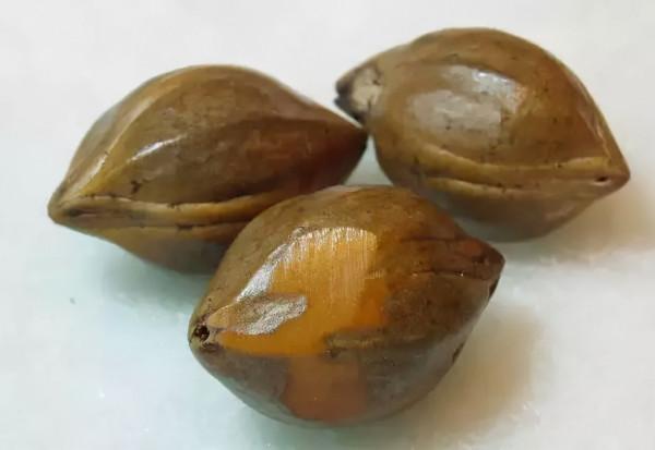 最珍貴的橄欖核 最珍貴的橄欖核