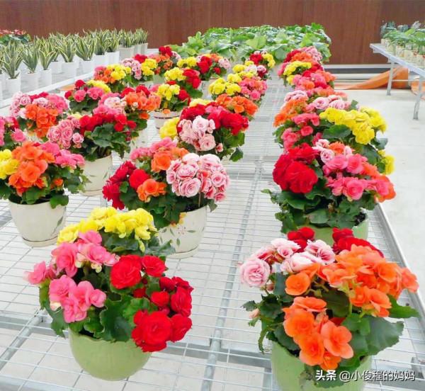 分享——麗格海棠花