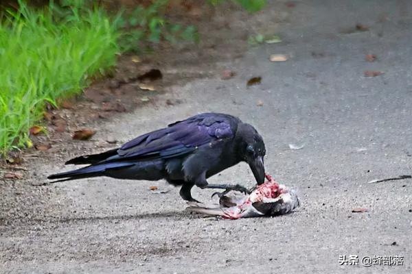 過去農村常見的“報喪鳥”,為啥如今無影無蹤?4個原因 過去農村常見的“報喪鳥”,為啥如今無影無蹤?4個原因