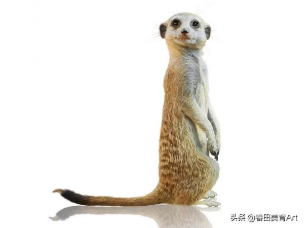 教程丨少兒美術課程《貓鼬的新裝》