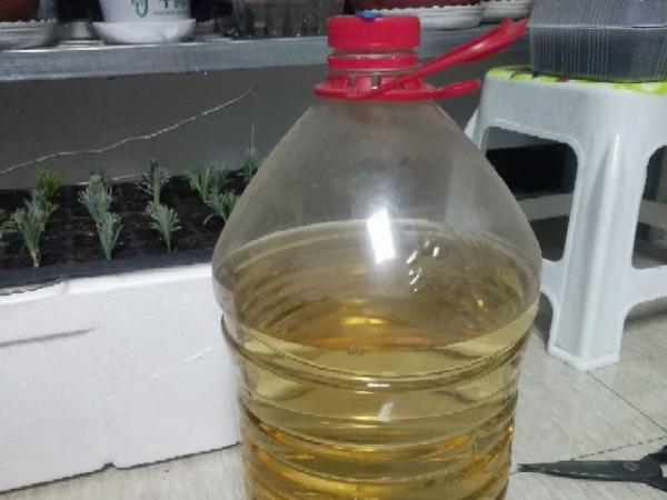 植物搬出門,痛快淋場雨,植物越來越旺 植物搬出門,痛快淋場雨,植物越來越旺