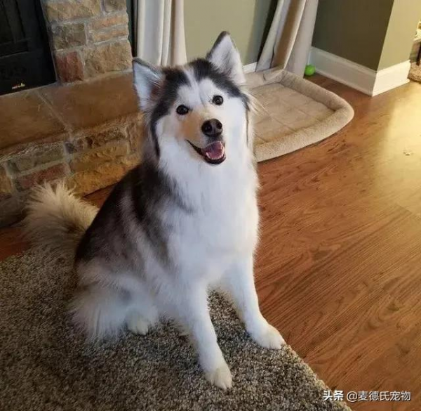 如果你也想要養狗，那就從救一隻狗開始吧...